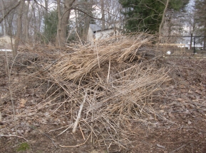 2 pm: Cleaning up the yard and adding to the brush pile. We assume it will eventually compost.